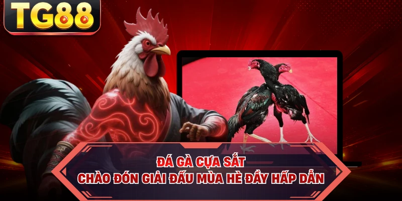 Đá Gà Cựa Sắt - Chào Đón Giải Đấu Mùa Hè Đầy Hấp Dẫn