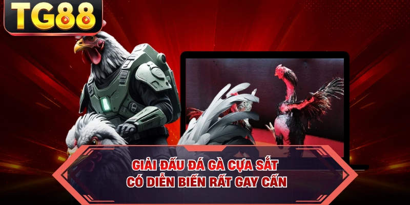 Giải đấu đá gà cựa sắt có diễn biến rất gay cấn