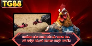 Hướng dẫn theo dõi và tham gia cá cược đá gà Thomo trực tuyến
