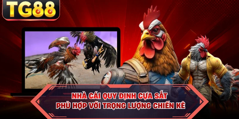 Nhà cái quy định cựa sắt phù hợp với trọng lượng chiến kê