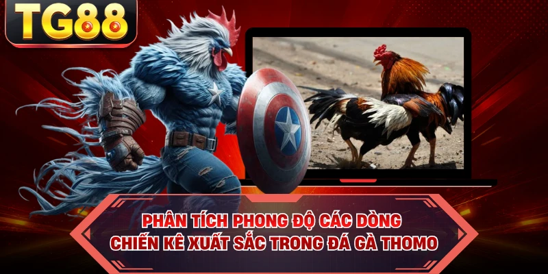 Phân tích phong độ các dòng chiến kê xuất sắc trong đá gà Thomo